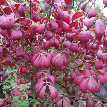 Euonymus alatus 'Compactus'