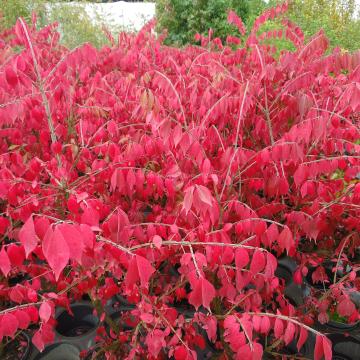 Euonymus alatus