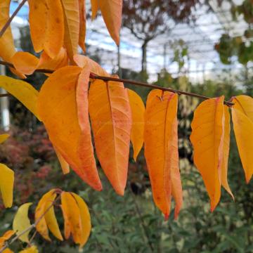 Euonymus bungeanus 'Fire Flame'