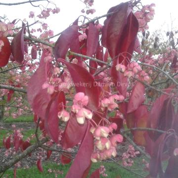 Euonymus carnosus ( zaad) 