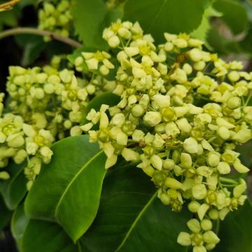 Euonymus carnosus 'Trompenburg Lustre'