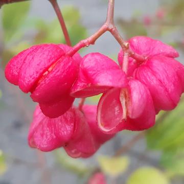 Euonymus hamiltonianus 'Rising Sun'