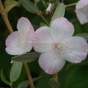 Eucryphia lucida 'Pink Cloud'