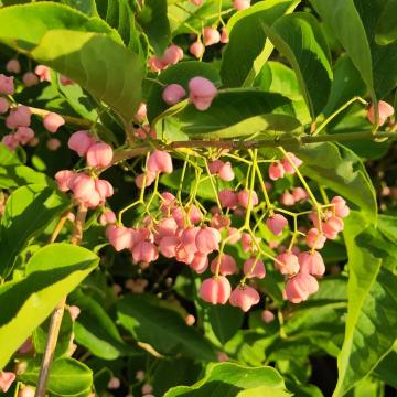 Euonymus maackii