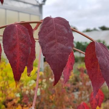 Euonymus oxyphyllus