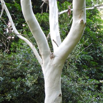 Eucalyptus pauciflora subsp. debeuzevillei