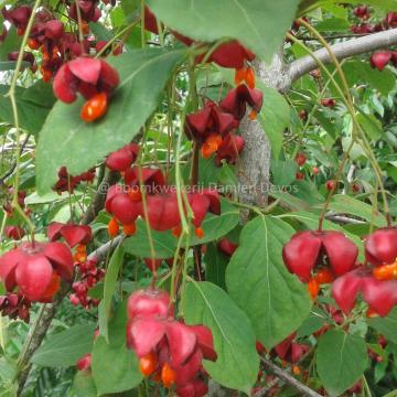 Euonymus planipes