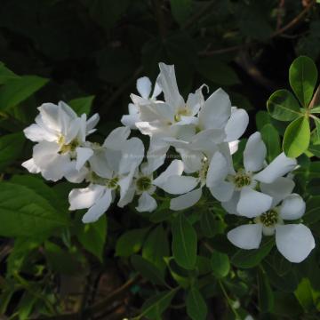 Exochorda racemosa 'Niagara' ®