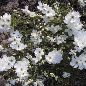 Exochorda 'The Bride' (x)