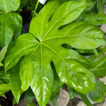 Fatsia japonica