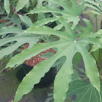 Fatsia polycarpa 'Green Fingers'