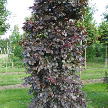 Fagus sylvatica 'Atropunicea'