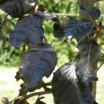 Fagus sylvatica 'Black Swan'