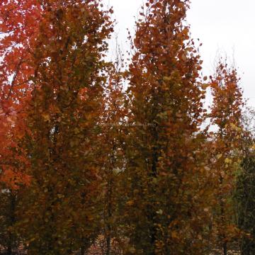 Fagus sylvatica 'Dawyck Purple'