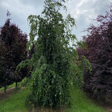 Fagus sylvatica 'Pendula'