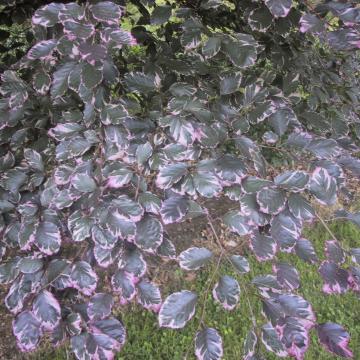 Fagus sylvatica 'Purpurea Tricolor'