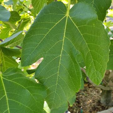 Ficus carica 'Brogiotto Nero'