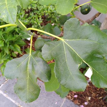 Ficus carica 'Brown Turkey'