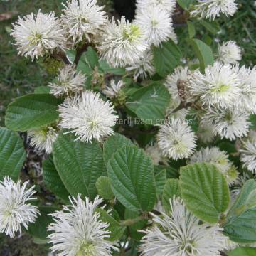 Fothergilla intermedia 'Blue Shadow' (x)