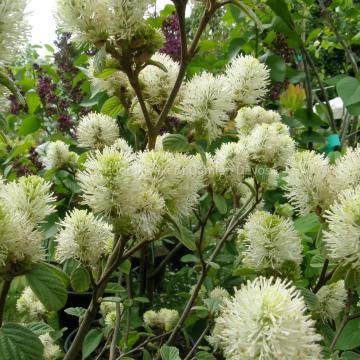 Fothergilla intermedia 'Red Licorice'