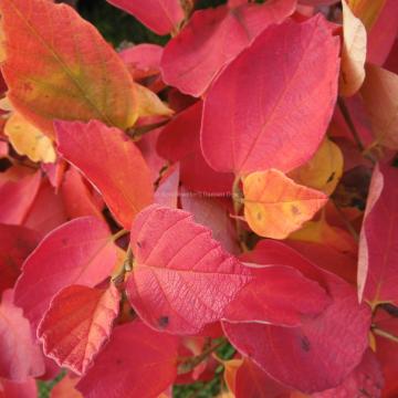 Fothergilla major