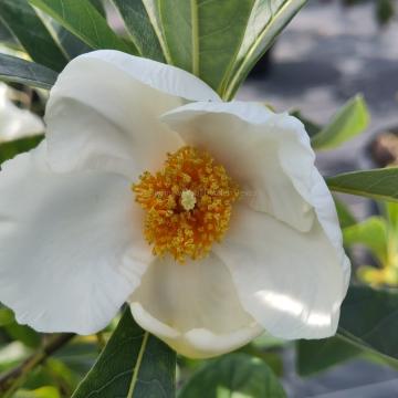 Franklinia alatamaha