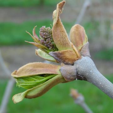 Fraxinus hoopiensis