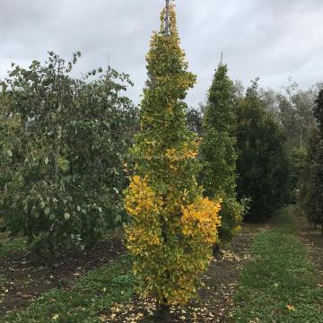 Ginkgo biloba 'Autumn Gold'