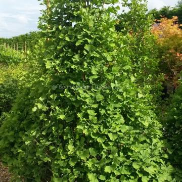 Ginkgo biloba 'Eiffel'