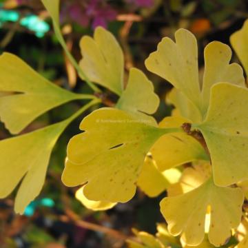 Ginkgo biloba 'Fastigiata Blagon'