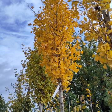 Ginkgo biloba 'Fastiagata Selvans' ®