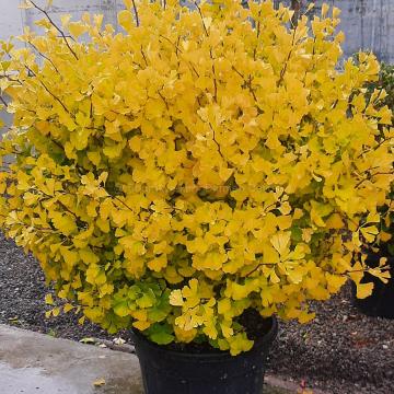 Ginkgo biloba 'Globosa Tinia'