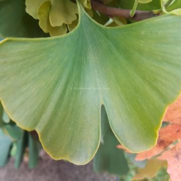 Ginkgo biloba 'High Tower'