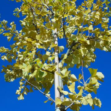 Ginkgo biloba