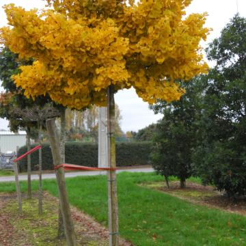 Ginkgo biloba 'Mariken'