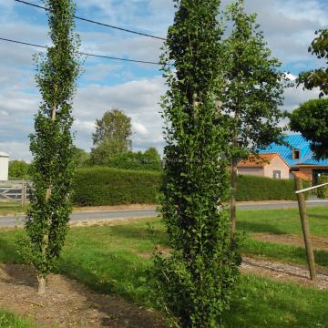 Ginkgo biloba 'Obelisk'