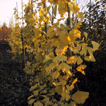 Ginkgo biloba 'Tit'