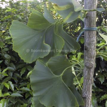 Ginkgo biloba 'Tremonia'