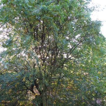 Gleditsia triacanthos 'Elegantissima'