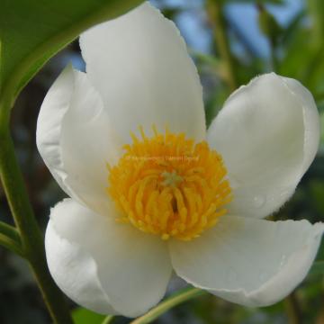 Gordlinia grandiflora