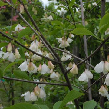 Halesia carolina