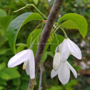 Halesia diptera var magniflora