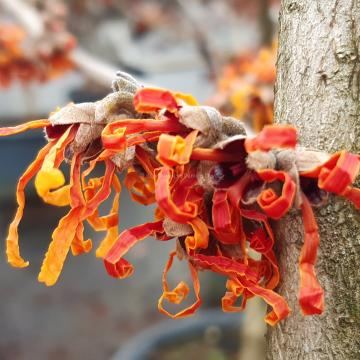 Hamamelis intermedia 'Aphrodite' (x)