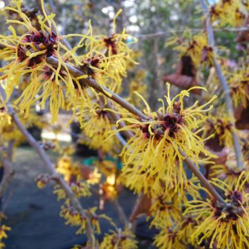 Hamamelis intermedia 'Barmstedt Gold' (x)