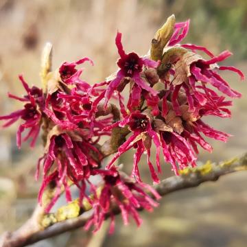 Hamamelis intermedia 'Birgit' (x)