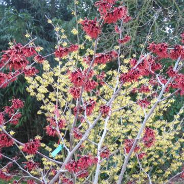 Hamamelis intermedia 'Diane' (x)