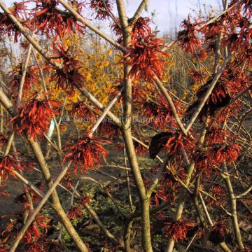 Hamamelis intermedia 'Feuerzauber' (x)