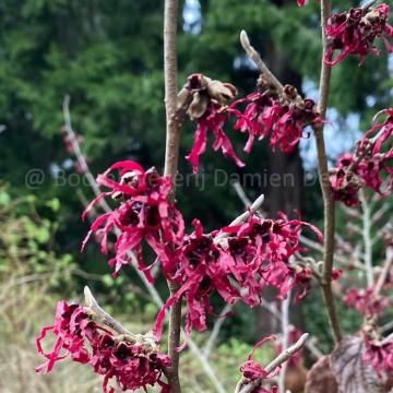 Hamamelis intermedia 'Foxy Lady' 