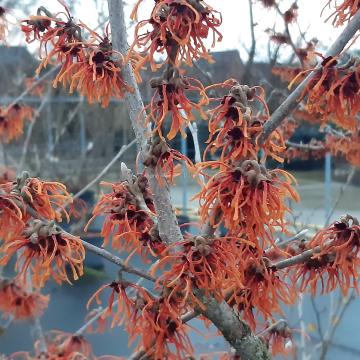 Hamamelis intermedia 'Jelena Improved' (x)