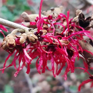 Hamamelis intermedia 'Livia' (x)